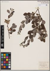 Foto von Salix aurita L.